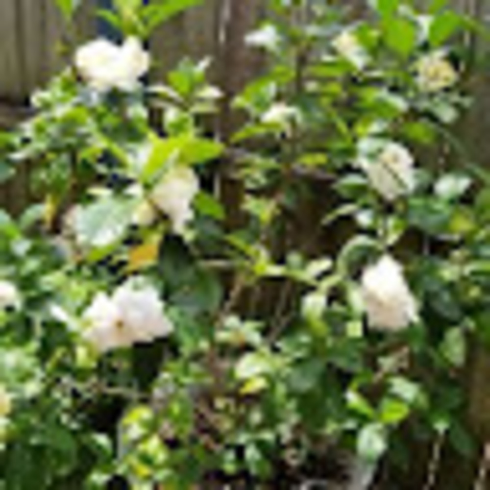 Meet your Posher, Alexia